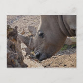 Rhinoceros Postkarte (Vorderseite)