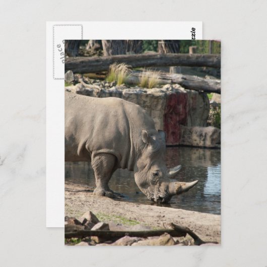 Rhinoceros Postkarte (Vorne/Hinten)