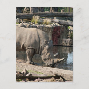 Rhinoceros Postkarte