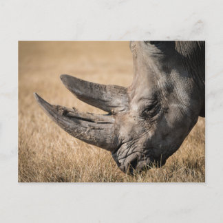 Rhinoceros Postkarte
