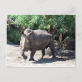 Rhinoceros Postkarte aufladen (Vorderseite)