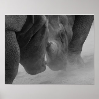 Rhinoceros Settling Poster