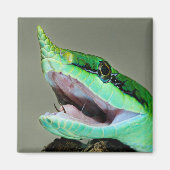 Rhinoceros Snake Magnet (Vorne)