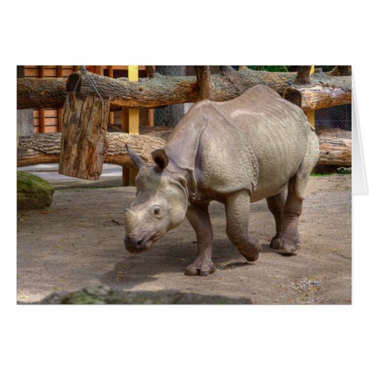 Rhinoceros unicornis (Vorderseite (Horizontal))
