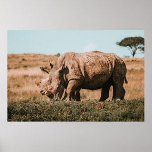RHINO'S IN AFRIKA GRAZIEREN POSTER