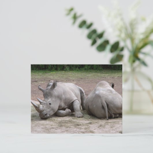 Rhinos Postkarte (Stehend Vorderseite)