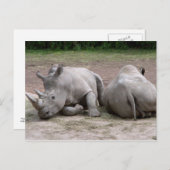 Rhinos Postkarte (Vorne/Hinten)