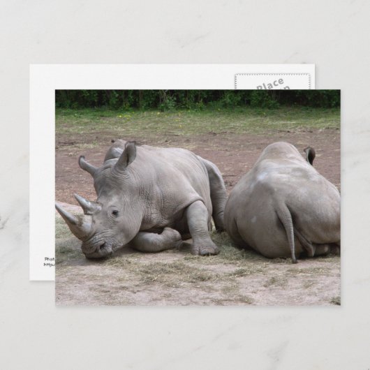 Rhinos Postkarte (Vorne/Hinten)