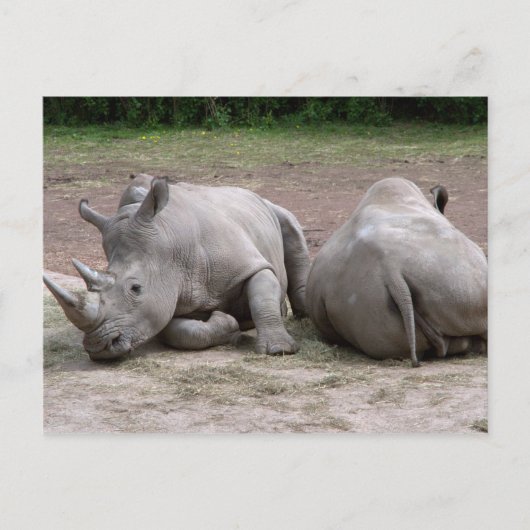 Rhinos Postkarte (Vorderseite)