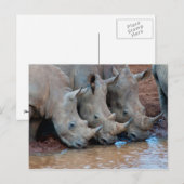 Rhinos Trinkwasser Postkarte (Vorne/Hinten)