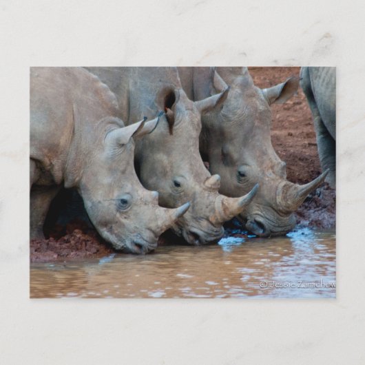 Rhinos Trinkwasser Postkarte (Vorderseite)