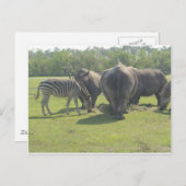 Rhinos & Zebra Postkarte (Vorne/Hinten)