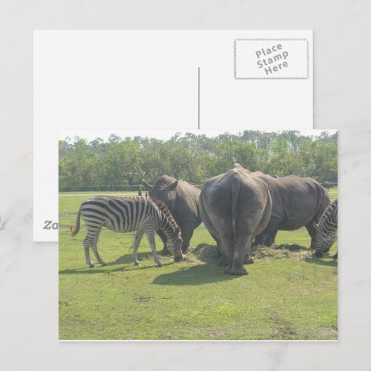 Rhinos & Zebra Postkarte (Vorne/Hinten)