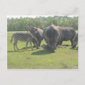 Rhinos & Zebra Postkarte (Vorderseite)