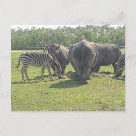 Rhinos & Zebra Postkarte (Vorderseite)