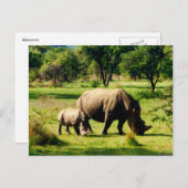 Rhinoweide Postkarte (Vorne/Hinten)