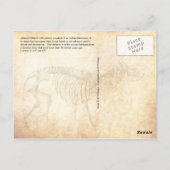 Rhinozeros und Skelett aus dem 16. Jahrhundert Postkarte (Rückseite)