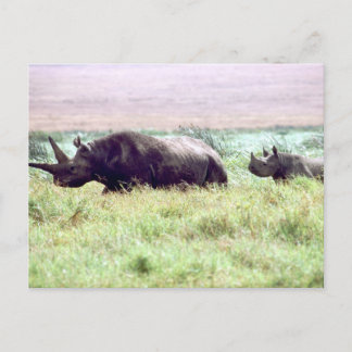 Rhinozeros-Weibchen und Kalb auf Serengeti Postkarte