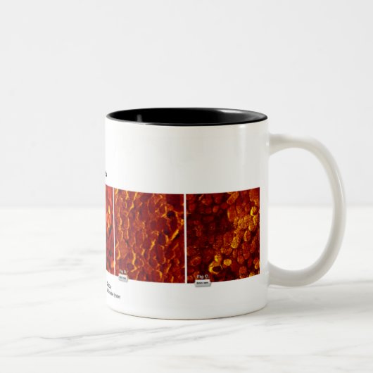 RHK Technologie - Oktober 2007 Bild des Monats Zweifarbige Tasse (Rechts)