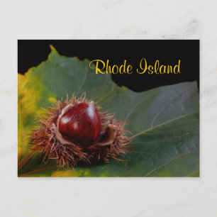 Rhode Island, Herbstblatt mit Nuss Postkarte