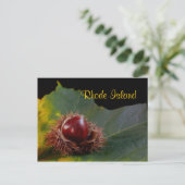 Rhode Island, Herbstleaf mit Nut Postcard Postkarte (Stehend Vorderseite)