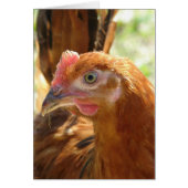 Rhode Island Red (Vorne)