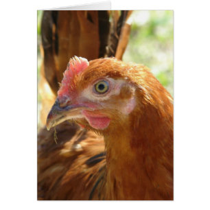 Rhode Island Red