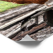 Rhode Island Red and Plymouth Rock Hens Poster (Ecke)