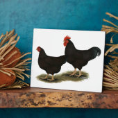 Rhode Island Red Bantams Fotoplatte (Seite)