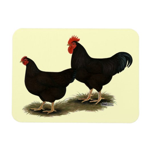 Rhode Island Red Bantams Magnet (Horizontal)