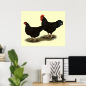 Rhode Island Red Bantams Poster (Heimbüro)