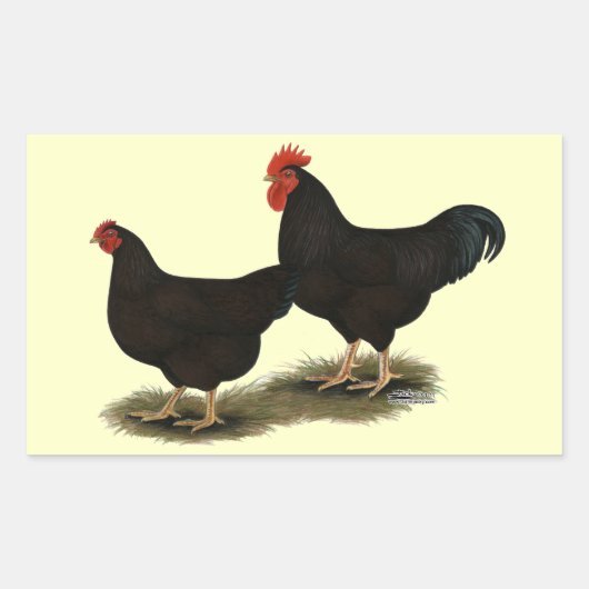 Rhode Island Red Bantams Rechteckiger Aufkleber (Vorderseite)