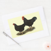 Rhode Island Red Bantams Rechteckiger Aufkleber (Umschlag)