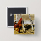 Rhode Island Red Hahn Button (Vorne & Hinten)