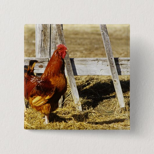 Rhode Island Red Hahn Button (Vorderseite)