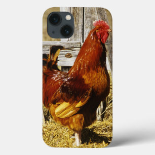 Rhode Island Red Hahn iPhone 13 Hülle