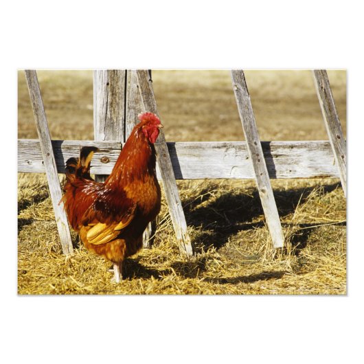 Rhode Island Red Hahn Fotodruck (Vorne)