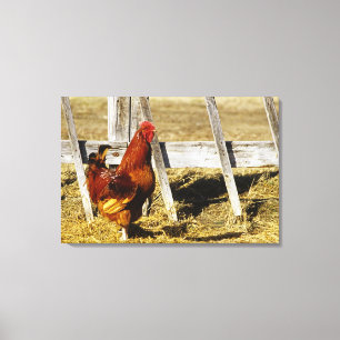 Rhode Island Red Hahn Leinwanddruck