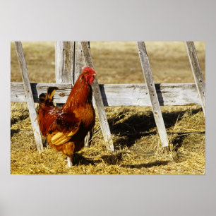 Rhode Island Red Hahn Poster