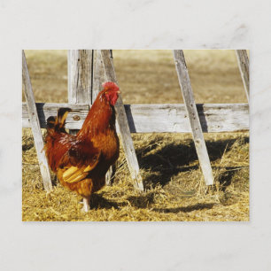 Rhode Island Red Hahn Postkarte