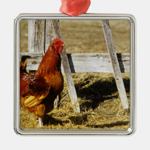 Rhode Island Red Hahn Silbernes Ornament