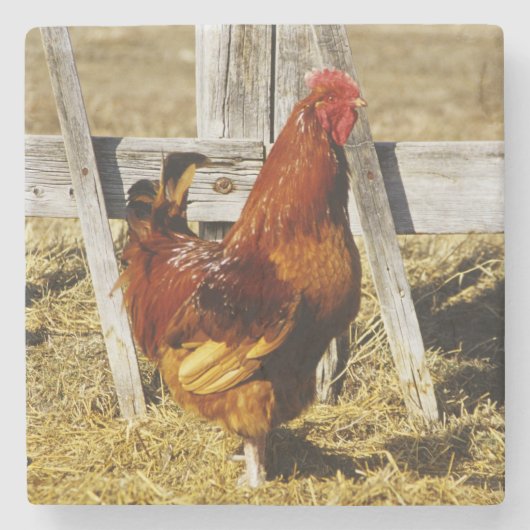 Rhode Island Red Hahn Steinuntersetzer (Vorderseite)