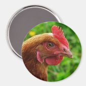 Rhode Island Red Hen Magnet (Vorderseite/Rückseite)