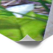 Rhode Island Red Hen Poster (Ecke)