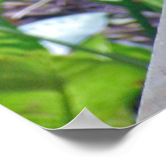 Rhode Island Red Hen Poster (Ecke)