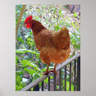 Rhode Island Red Hen Poster