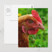 Rhode Island Red Hen Postkarte (Vorne/Hinten)