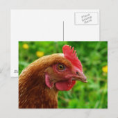 Rhode Island Red Hen Postkarte (Vorne/Hinten)
