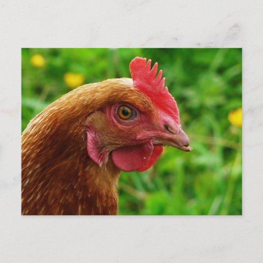 Rhode Island Red Hen Postkarte (Vorderseite)
