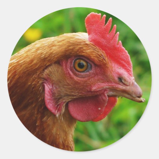 Rhode Island Red Hen Runder Aufkleber (Vorderseite)